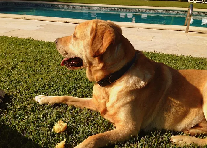 Летний дом Otium Alvorge